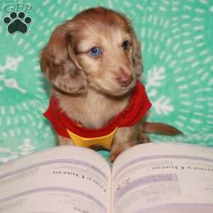 Frankie Blue eyes, Dachshund Puppy